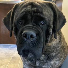 Veruca  - Mastiff