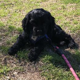 Cocker Spaniel Puppies from Anastasia Knight's Cocker Spaniels