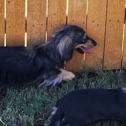 Cuchulain - Dachshund