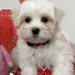 Australian Shepherds and Maltese from Mountaintop Paws