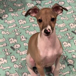Fawn boy - Blue fawn Italian Greyhound puppy in Grand Rapids, Michigan from Candace Morris