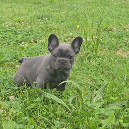 French Bulldog Puppies from Wulfrano Viveros