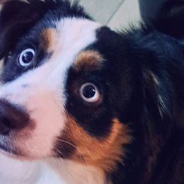 Aussiedoodles and Toy Australian Shepherds from Brittany's Brats