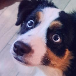 Aussiedoodles and Toy Australian Shepherds from Brittany's Brats