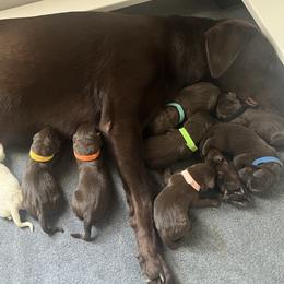Labrador Retriever puppies from Charlotte Toney