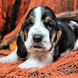 Carrie - Black white and tan female Basset Hound puppy in Lebanon, Ohio from Lady Mae Bassets