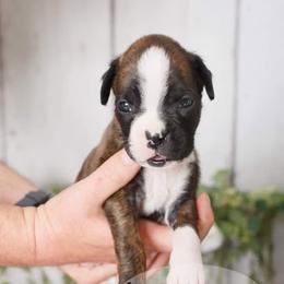 Boxer Puppies from Hawk Creek Boxers