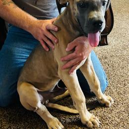 Boy 3 - Fawn male Great Dane puppy in Devine, Texas from Texas Devine Danes & Aussies