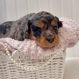 Opal - Merle female Cavapoo puppy in Knoxville, Tennessee from Duke’s Forever Doodles