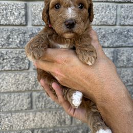 Poodle Puppies from Sunshine Pups