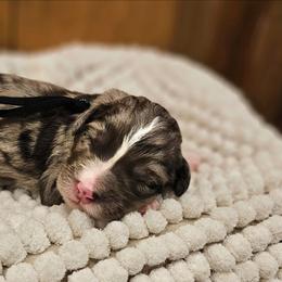 Black - Merle female Bernedoodle puppy in Shelby, North Carolina from Forever Grateful Doodles