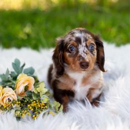 Mater - Dapple male Dachshund puppy in Floral City, Florida from Daisy's Doxies