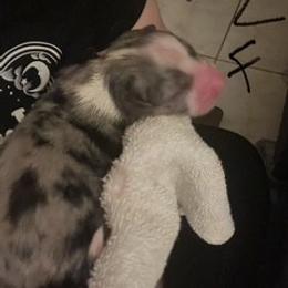 Cardigan Welsh Corgi Puppies from Katie Rogers