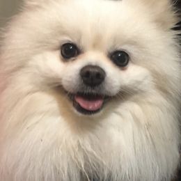 Pomeranians from Pomtastic Poms