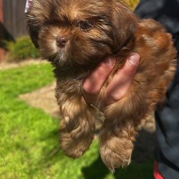 Shih Tzu Puppies from Majestic M Shihtzu’s