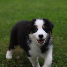 Sawyer - Black tri-color male Australian Shepherd puppy in Bagley, Iowa from Diamond M Aussies