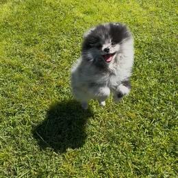 Teddy - Blue merle male Pomeranian puppy in North Port, Florida from POMRITA POM’S