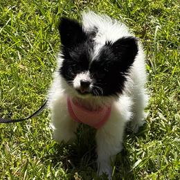 Emma - White and black female Papillon puppy in Benton, Arkansas from Mama's Pride Poms and Paps