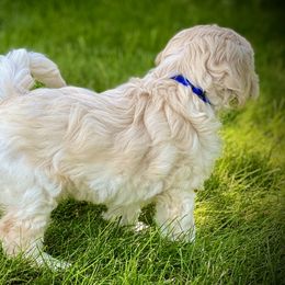 Australian Labradoodle Puppies from Tiny Treasures Australian Labradoodles