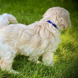 Australian Labradoodle Puppies from Tiny Treasures Australian Labradoodles