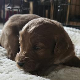Dark Red - Red male Aussiedoodle puppy in Coulterville, Illinois from Windbush