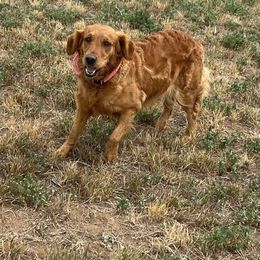 Cayenne - Golden Retriever