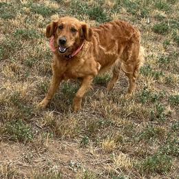 Cayenne - Golden Retriever