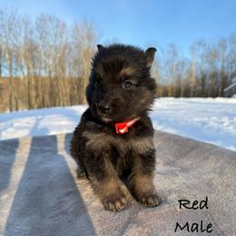 Red DL - Black and tan male German Shepherd puppy in Terra Alta, West Virginia from Shepherd Country Farm and Kennels