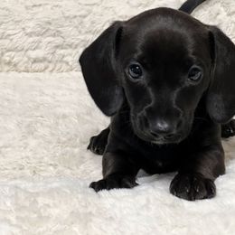 Dachshund Puppies from Wildflower Weenies