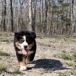 Blackberry - Black tri-color male Australian Shepherd puppy in Hartville, Missouri from Stamper K9’s