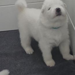 Golden Retriever and Samoyed Puppies from Scarlett Creek Retrievers and Samoyeds