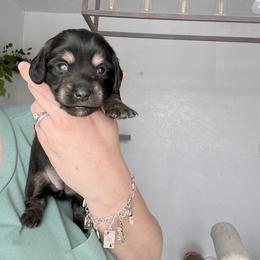 Ash - Black and tan female Dachshund puppy in Fort Worth, Texas from The Holloway Dachshunds