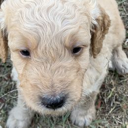 Goldendoodle Puppies from Izzy's Doodles