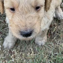 Goldendoodle Puppies from Izzy's Doodles