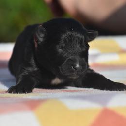 Red collar male - Black male German Shepherd puppy in Marianna, Florida from Haus M Godwin