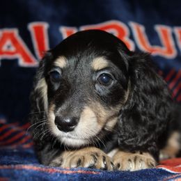 Beans - Black and cream male Dachshund puppy in Roanoke, Alabama from 3B Doxies