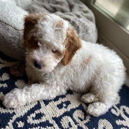 Bernedoodle Puppies from Star of the Sea Doodles