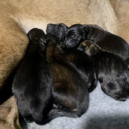 "Just born" Belgian Malinois Puppies from Klaus K-9 Training LLC
