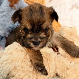 Winnie - Chocolate, tan and white female Yorkshire Terrier puppy in West Fargo, North Dakota from A Yorkie Tale | Toy Poodles
