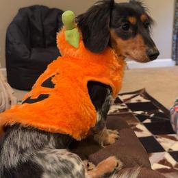 Dally - Dachshund