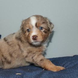 Yankee - Red merle male Miniature Australian Shepherd puppy in Kissee Mills, Missouri from Clinkenbeard Kennel