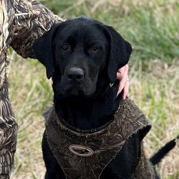 Luna - Labrador Retriever