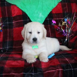 Bernese Mountain Dog and Golden Retriever Puppies from Colson Kennels