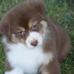 Toot - Red tri-color female Australian Shepherd puppy in Jameson, Missouri from Sky Creek