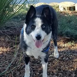 Border Collies from Denise's Border Collies