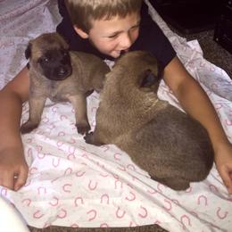 Belgian Malinois, Border Collie, and German Shepherd Puppies from Fairlane Kennels