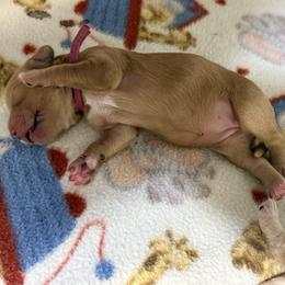 Betsy aka Purple Collar - Apricot female Goldendoodle puppy in Portland, Tennessee from Happy_Tails_by_TJ