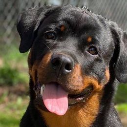 Rottweilers from Regal Rottweilers
