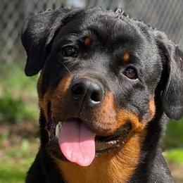 Rottweilers from Regal Rottweilers