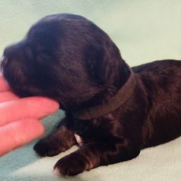 Jaziel - Black and silver male Miniature Schnauzer puppy in Midland, Texas from Shebbies Puppy Palace
